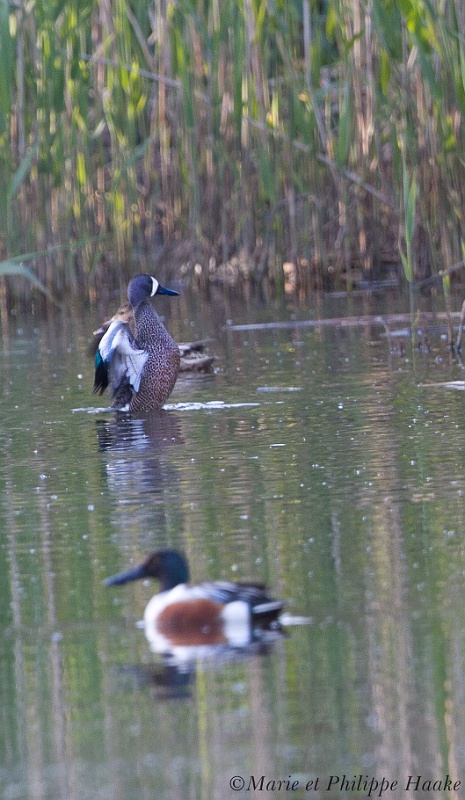 Sarcelle ailes bleues 7563_wm.jpg - Sarcelle à ailes bleues, Anas discors, Blue-winged Teal, espèce rare, américaine, très occasionnelle en Europe. On ignore comment elle est arrivée en Suède! Elle était en compagnie d'un petit groupe de canards souchets (Suède, mai 2011). La photo n'est pas bonne, nous avons décidé de la placer quand même sur notre site vu sa rareté.